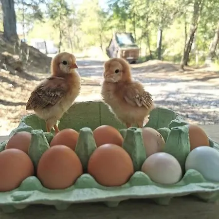 La Enchantee, Insolite A La Ferme Campsite Le Vernet (Alpes-de-Haute-Provence)