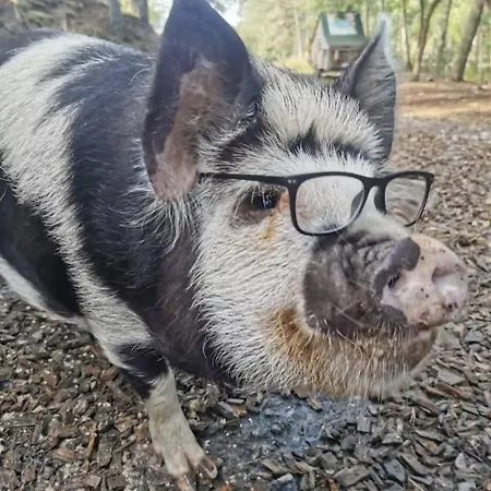 La Enchantee, Insolite A La Ferme * Le Vernet