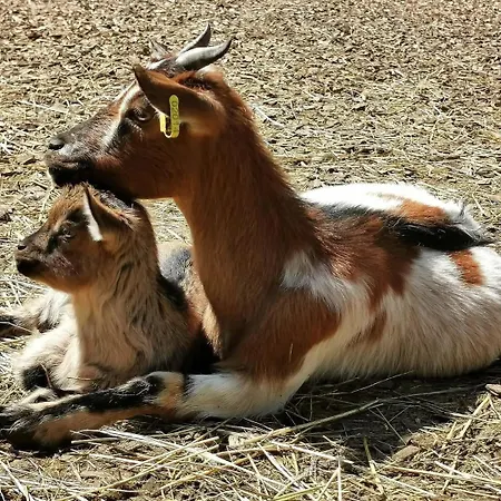 Kemping La Enchantee, Insolite A La Ferme