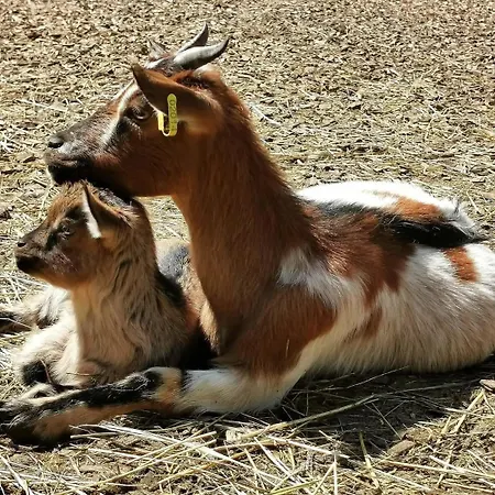 Campsite La Enchantee, Insolite A La Ferme